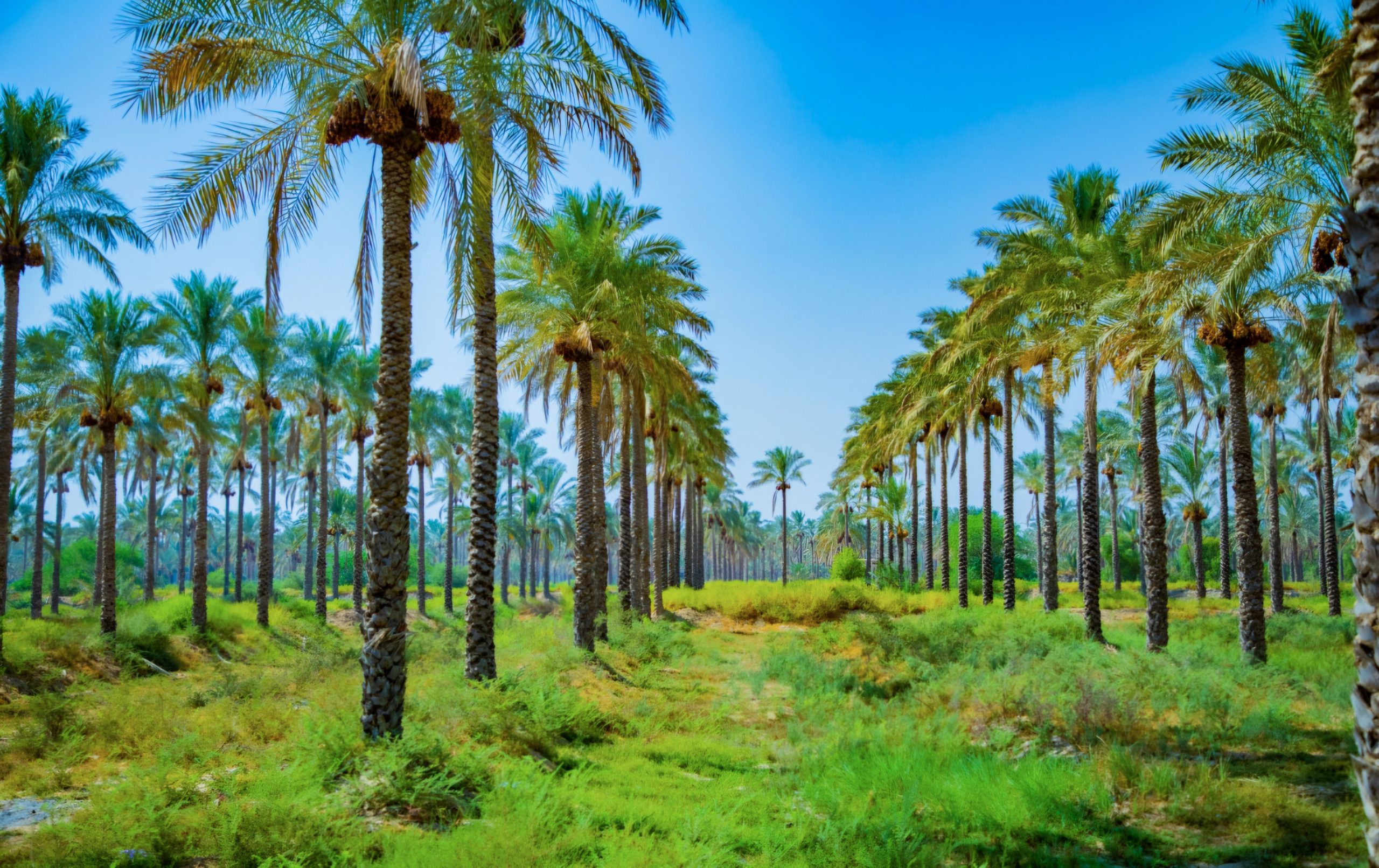 نخل ایستادهترین تصویر صبر در بوشهر